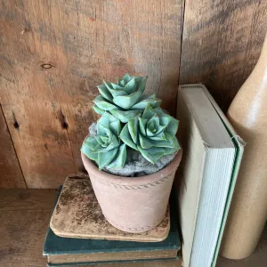 Triple Rosette Succulent Pick