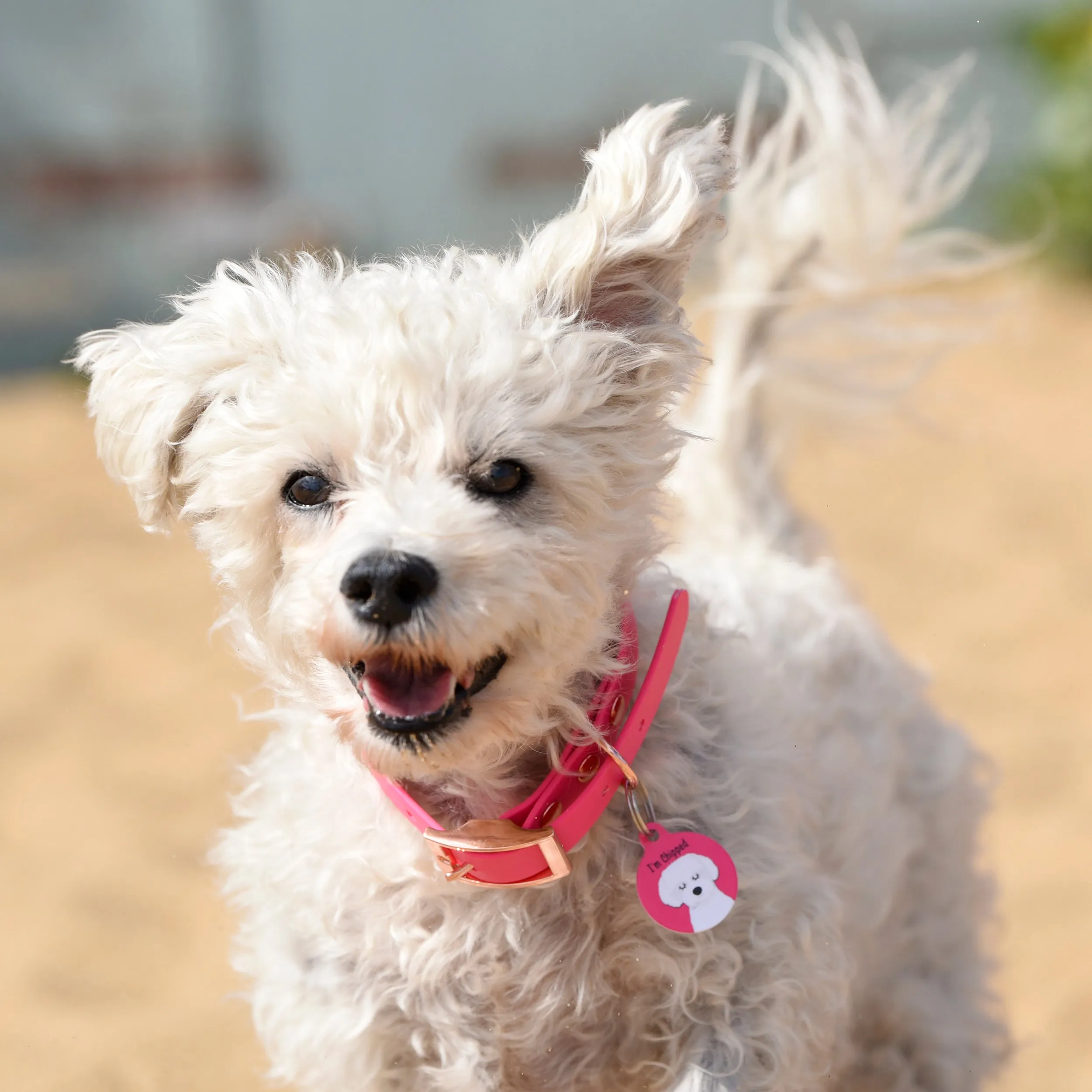 Waterproof & Mud Resistant Biothane Dog Collar