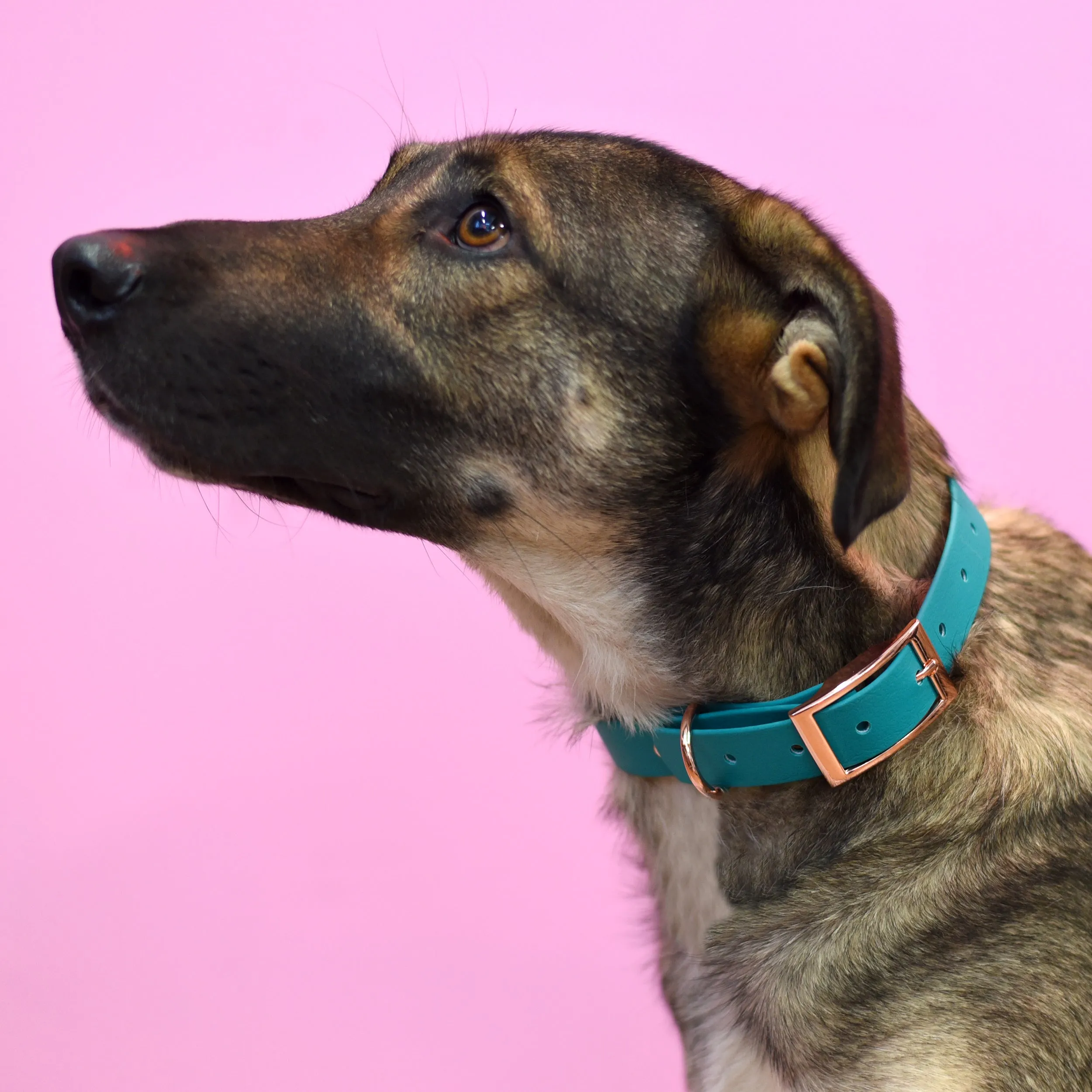 Waterproof & Mud Resistant Biothane Dog Collar