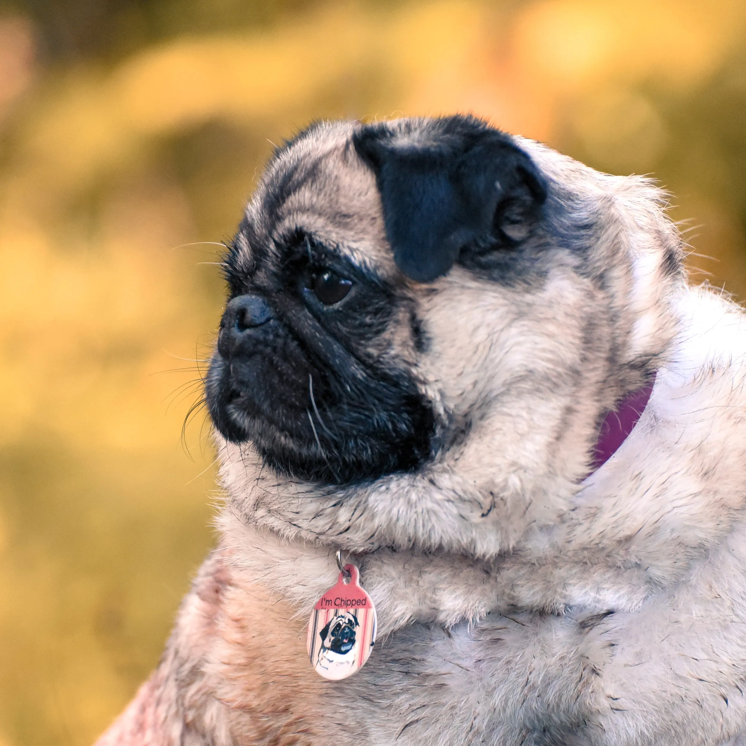 Waterproof & Mud Resistant Biothane Dog Collar