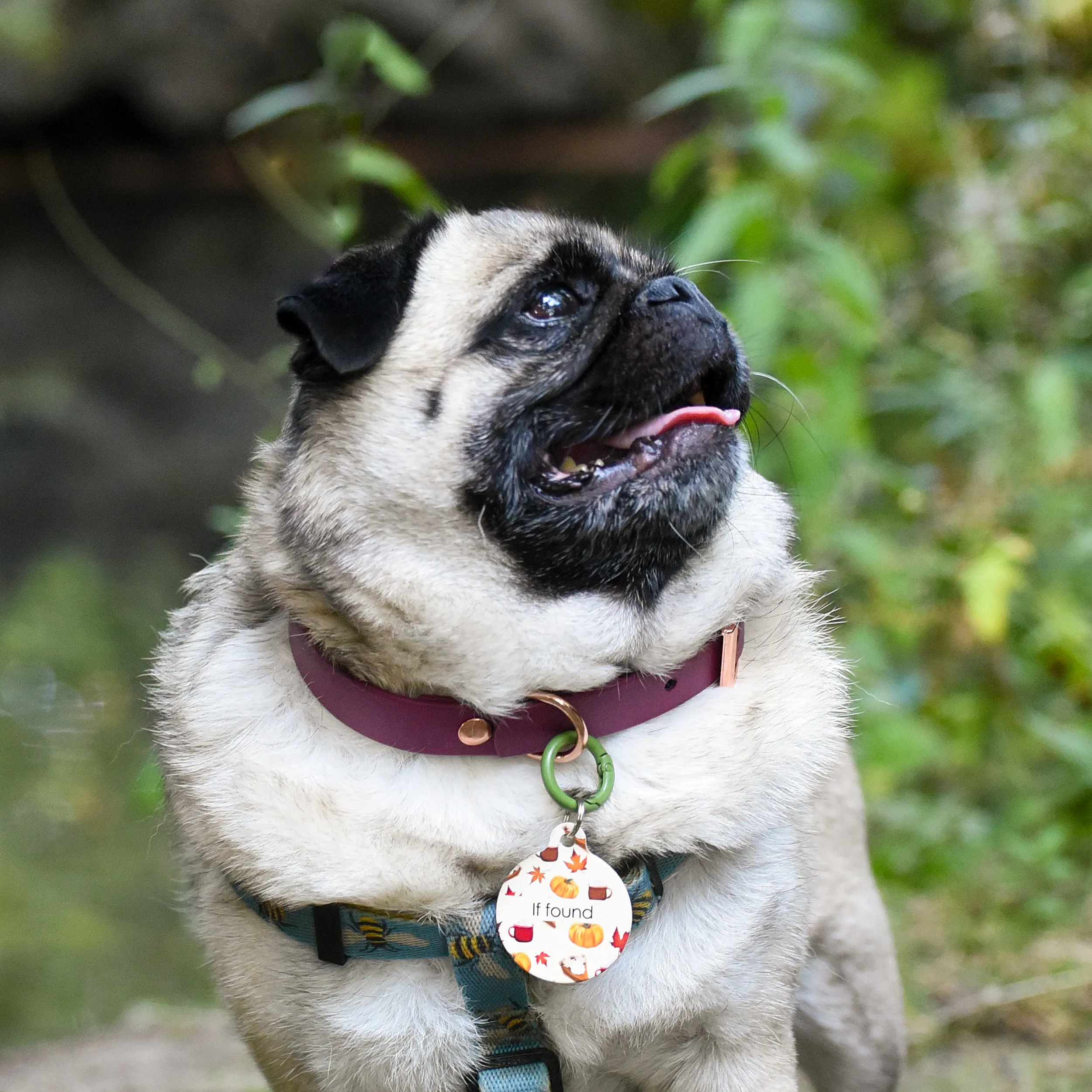 Waterproof & Mud Resistant Biothane Dog Collar