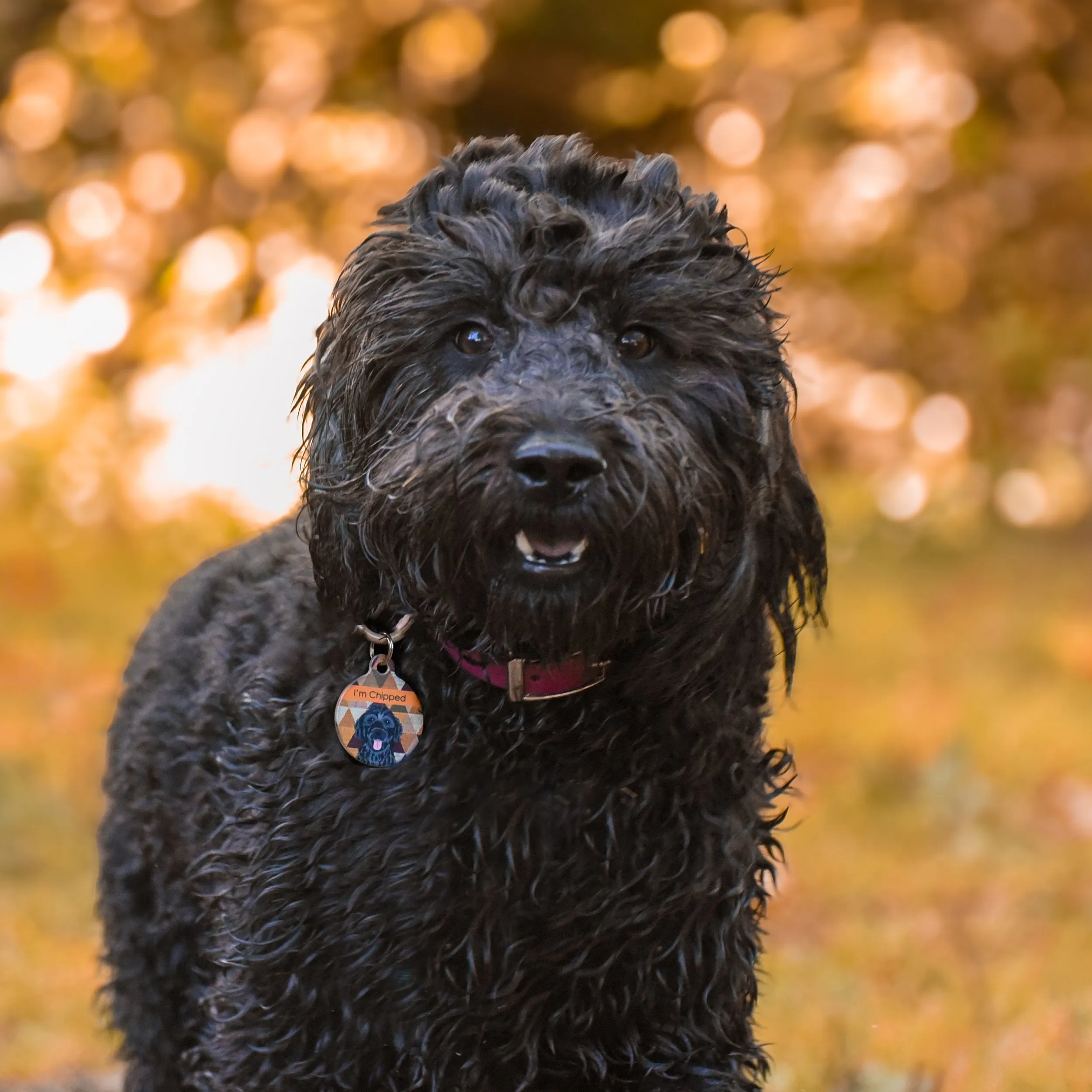 Waterproof & Mud Resistant Biothane Dog Collar