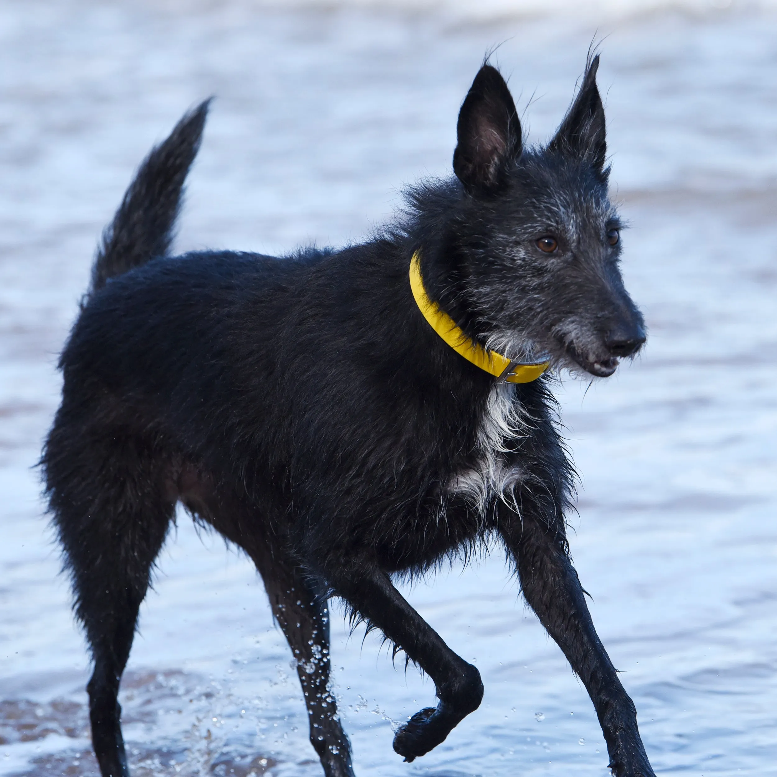 Waterproof & Mud Resistant Biothane Dog Collar