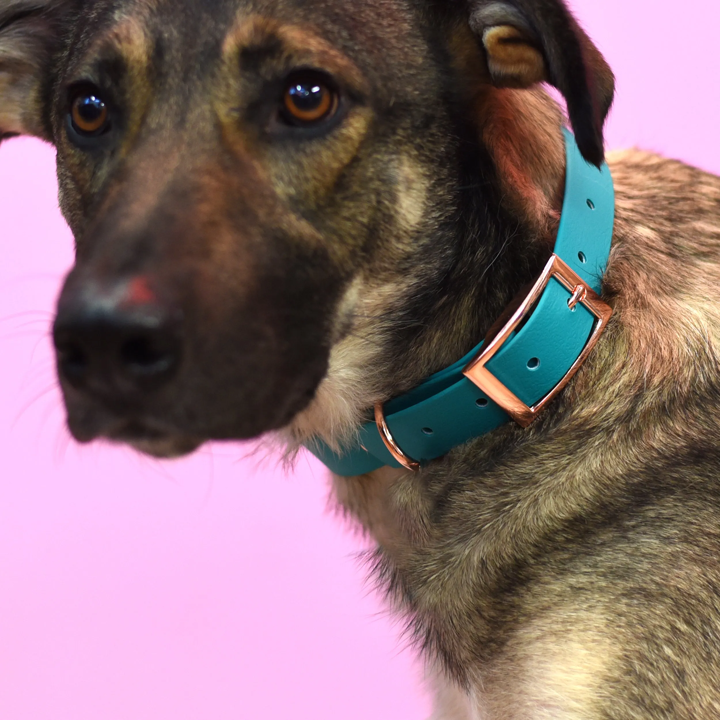 Waterproof & Mud Resistant Biothane Dog Collar
